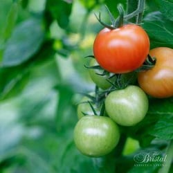 tomatoes on vine