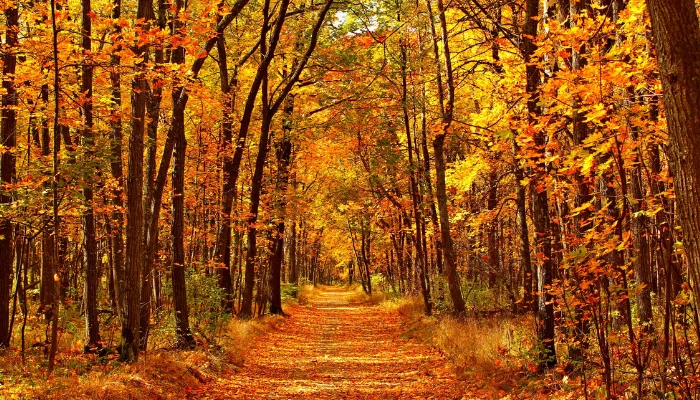 Path through Bethpage State Park in the fall