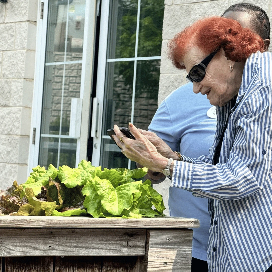 Westbury resident photographs lettuce harvested from garden at The Bristal