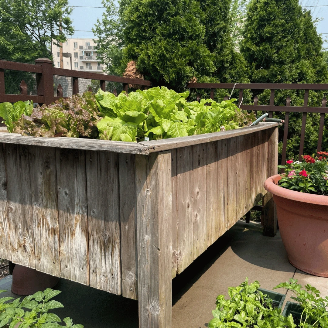 Residents grew lettuce and tomatoes at The Bristal at Westbury