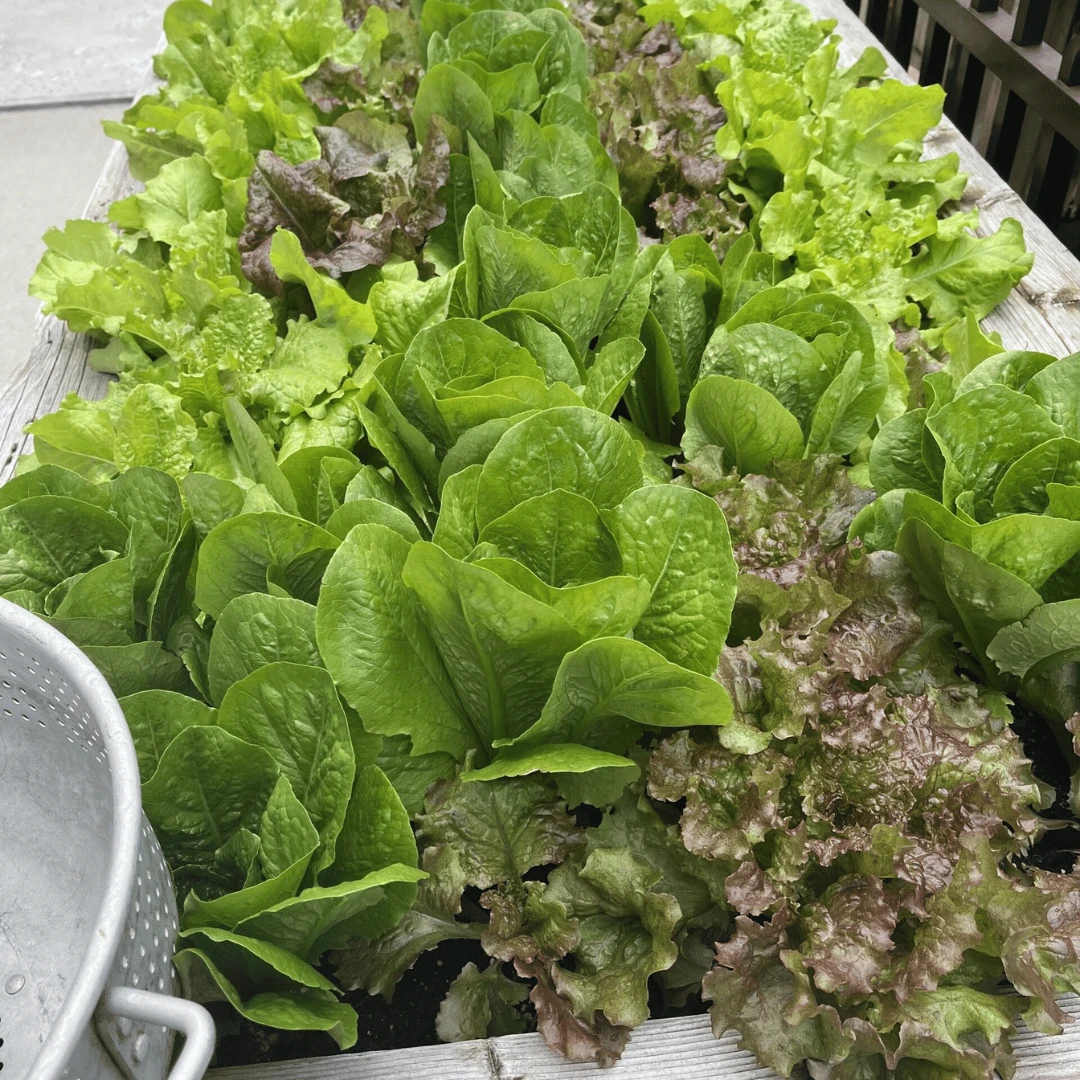 A bountiful harvest of greens at The Bristal at Westbury