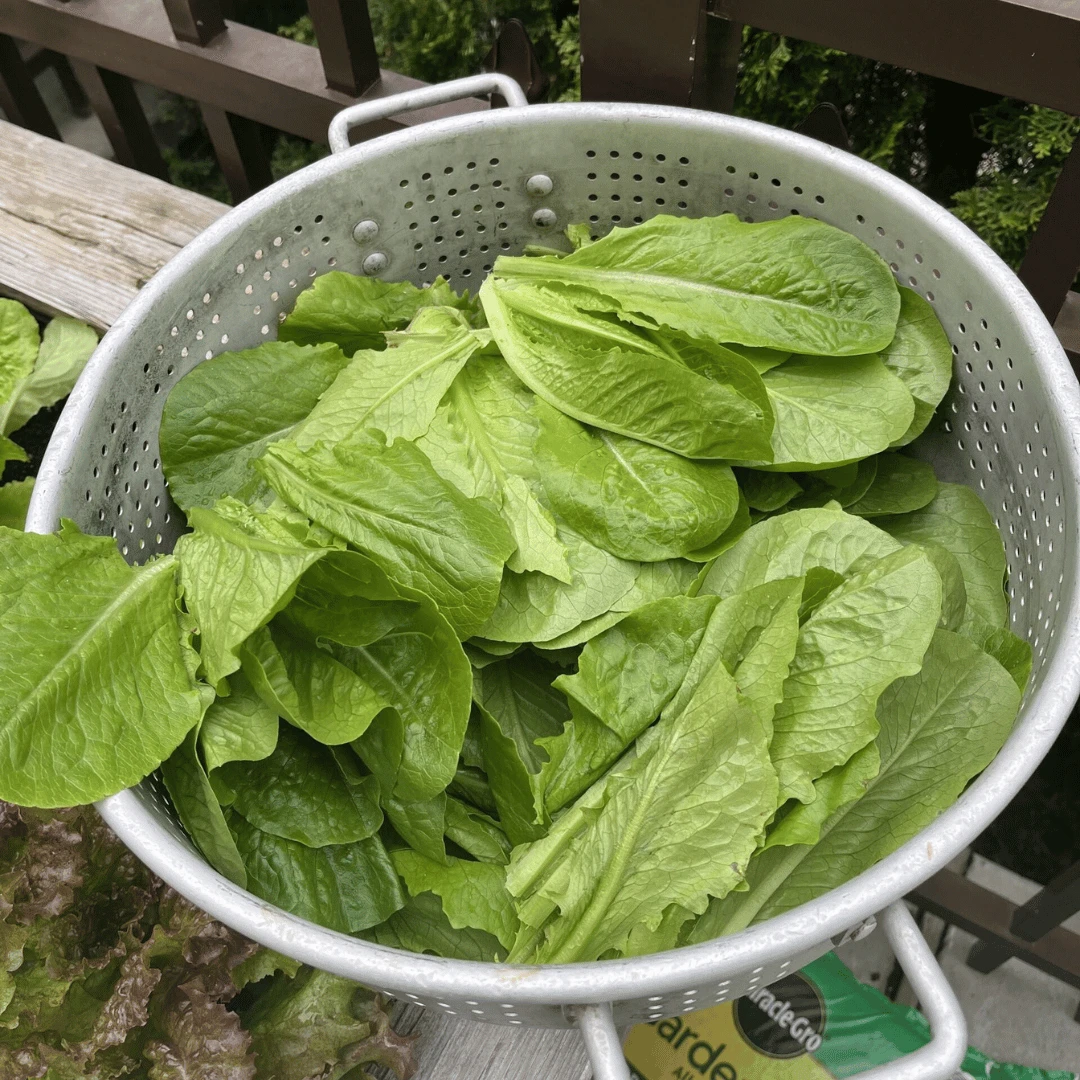 Members of the Garden Club were coached in photography to make magazine-quality images of their vegetables