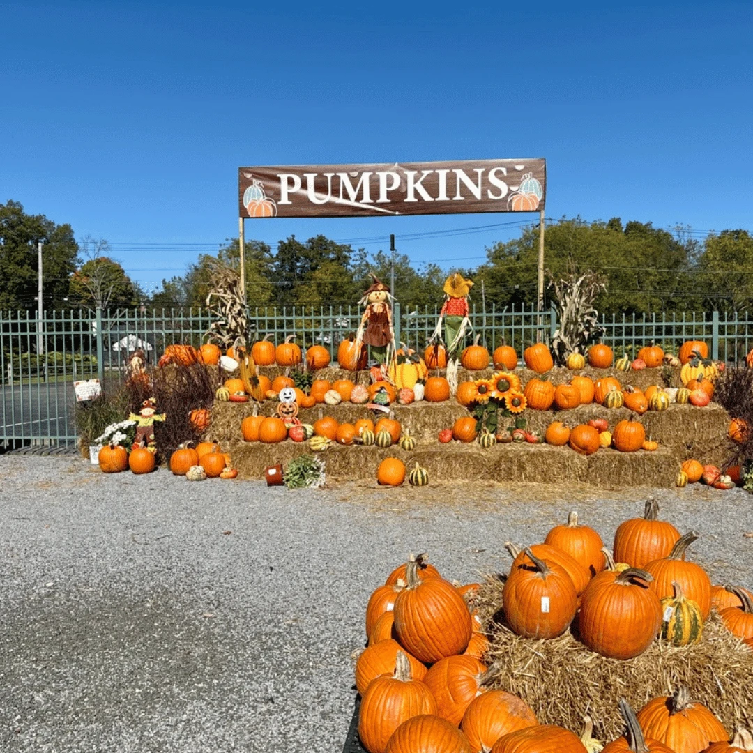 Lynbrook Residents Pumpkin Picking at Hicks Nurseries